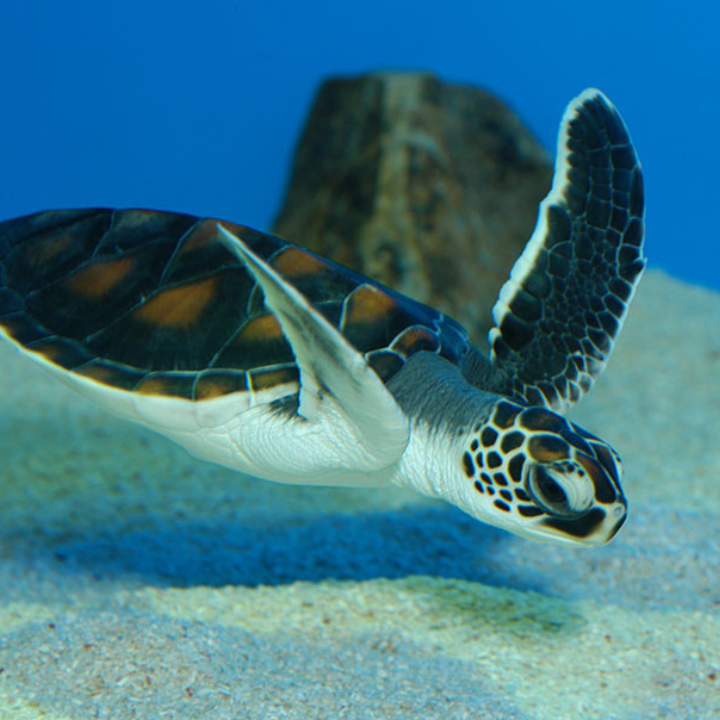 Hong Kong Best Beaches sassy 2025 turtle cove