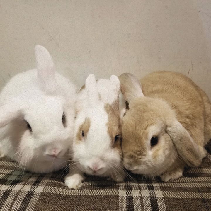 rabbitland cafe is a unique cafe in hong kong, quirky coffee shop in causeway bay hk