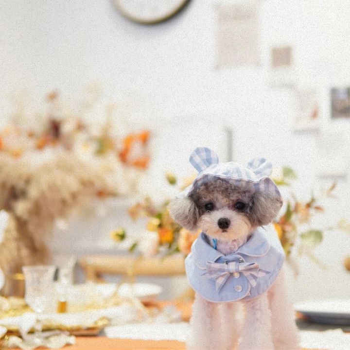 teddy&poodle cafe for a unique coffee shop in hong kong where you can play with small dogs
