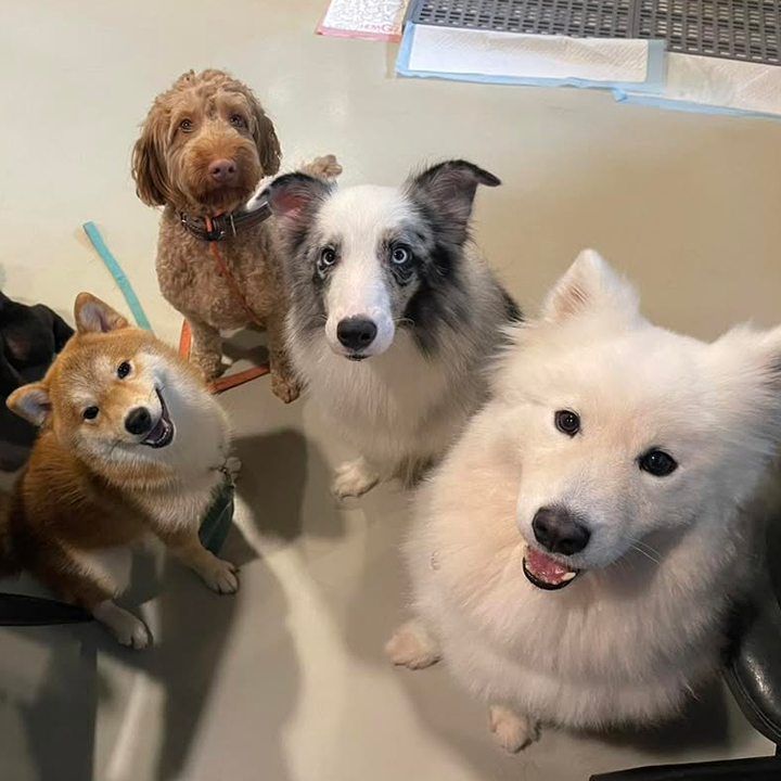 dogs that roam freely at on dog dog cafe, a unique cafe in hong kong