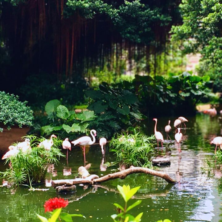 things to do in Tsim sha Tsui, Kowloon park, tst, flamingos