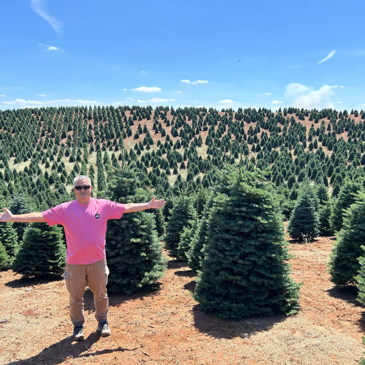 where to buy christmas trees hong kong 2024 early bird sale chun hing gardening