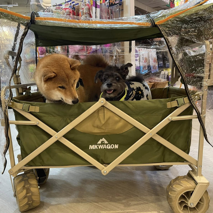 Where To Donate To Hong kong Tai Po Victims MyPetShop