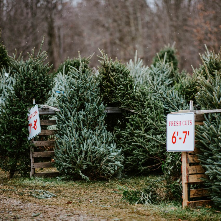 Xmastree High-quality sustainable Christmas Trees with convenient home delivery options