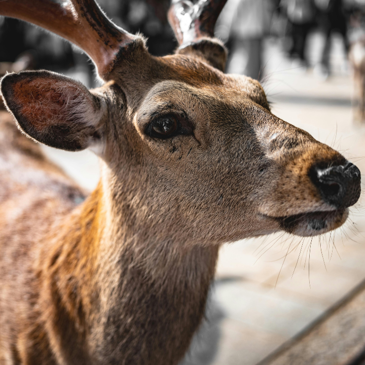 Guide To Osaka And Kyoto 2026 Day Trips From Osaka Nara Deer