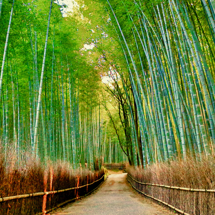 Guide To Osaka And Kyoto 2026 What To Do in Kyoto, Arashiyama Bamboo Forest