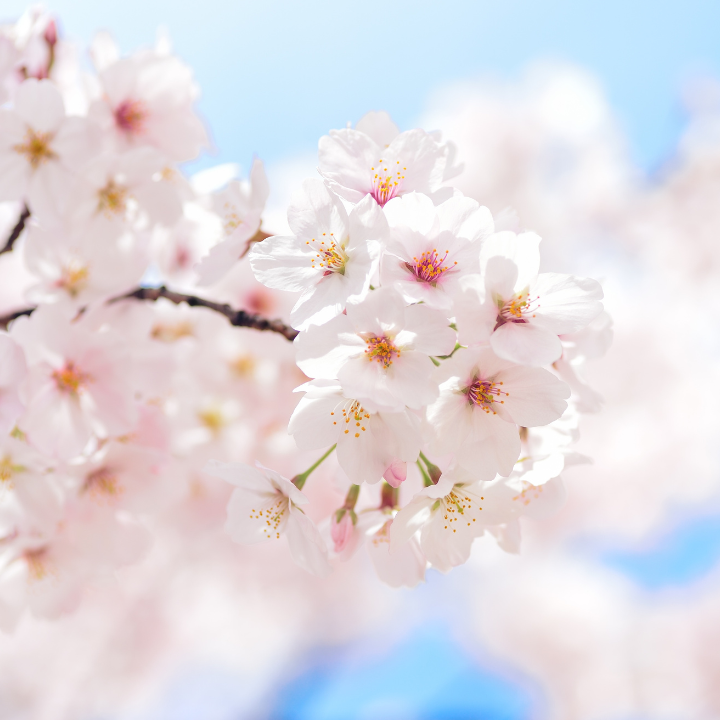 Guide To Osaka And Kyoto 2026 Holiday From Hong Kong Key Phrases