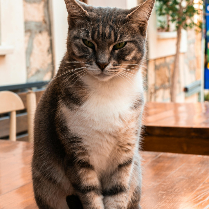 Cat cafe HK