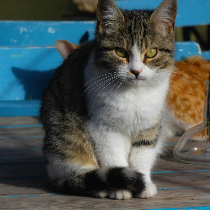 Cat cafe Hong Kong, Cat Cafe HK, best cat cafes