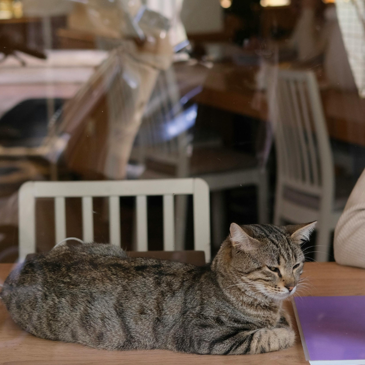 Cat cafe Hong Kong, Cat Cafe HK, best cat cafes