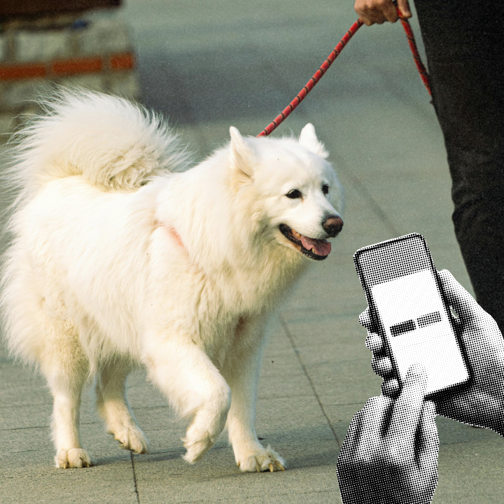 pet sitting hong kong dog walking extra cash
