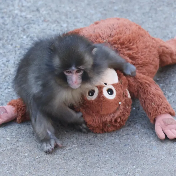 Team Sassy Monthly Faves February 2026 Best Things To Eat Buy and Watch Punch The Monkey Japan Zoo