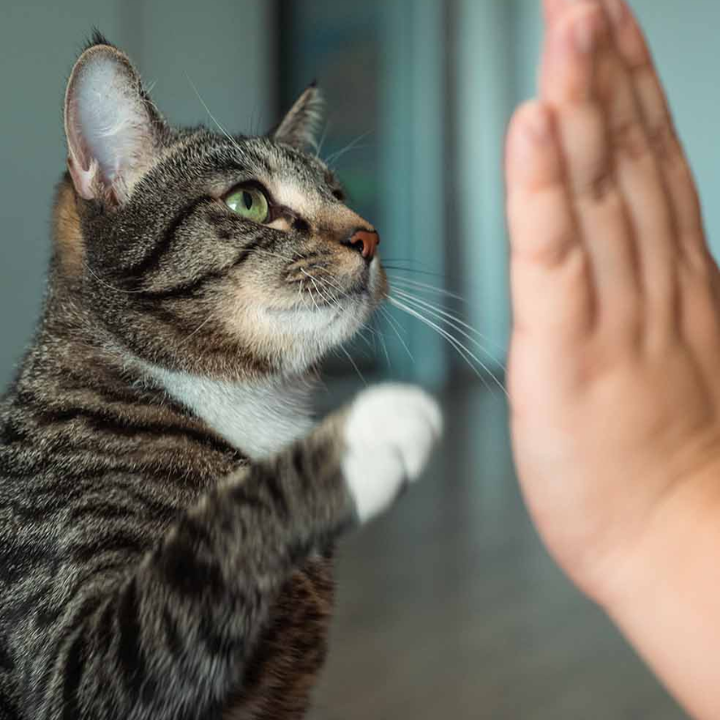 best pet photographers in hong, pet photography studio hong kong, cat photography, dog photography, awwwmoments,