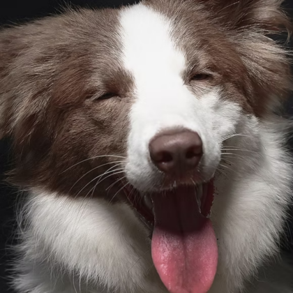 best pet photographers in hong, pet photography studio hong kong, cat photography, dog photography, cm leung