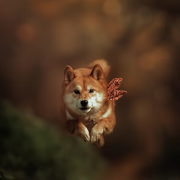 best pet photographers in hong, pet photography studio hong kong, cm leung
