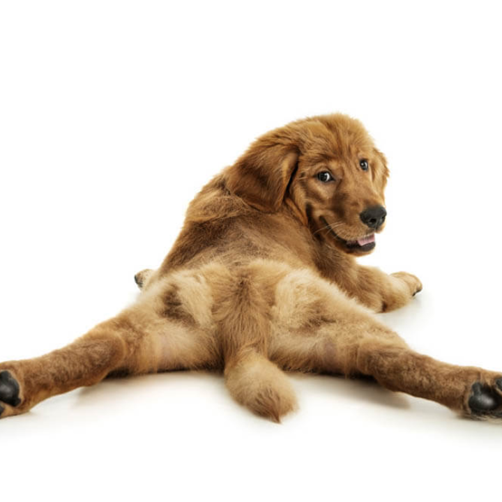 best pet photographers in hong, pet photography studio hong kong, cat photography, dog photography,