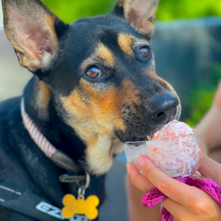 dog eating ice cream from gino's gelato in stanley hong kong