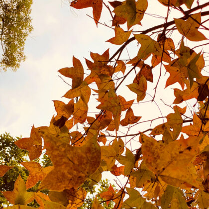 close up of fall foliage in Yuen Long, where to find autumn leaves in Hong Kong