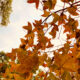 close up of fall foliage in Yuen Long, where to find autumn leaves in Hong Kong