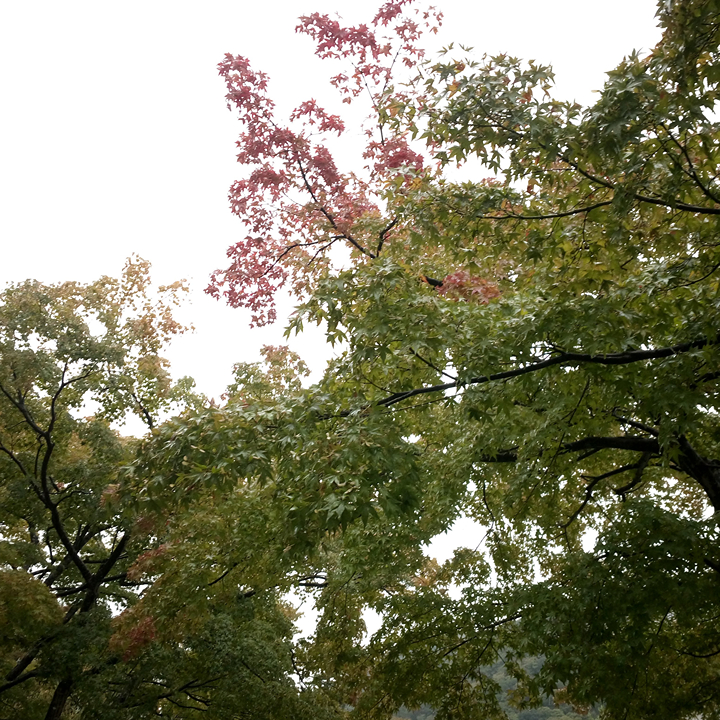 Tai Po cherry blossoms, hong kong sakura tree gardens whats on in HK 