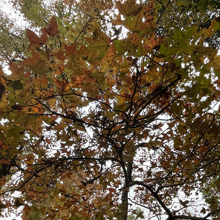 shot of autumn leaves in trees at Yuen Long, fall foliage at Yuen Long Hong Kong
