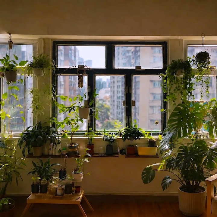 shot of the window with a bunch of plants from Still Tess painter studio in hong kong