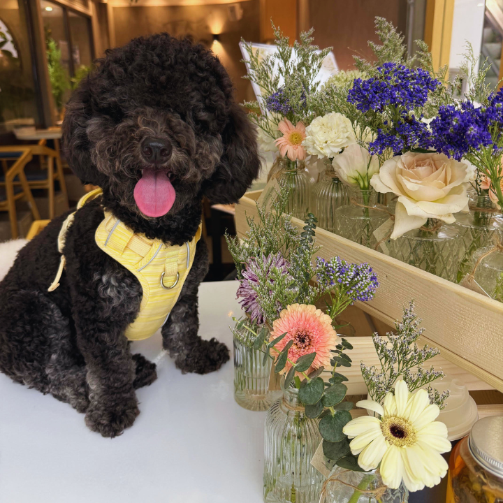 small bouquets next to a dog, made by petal atelier, a hong kong florist 